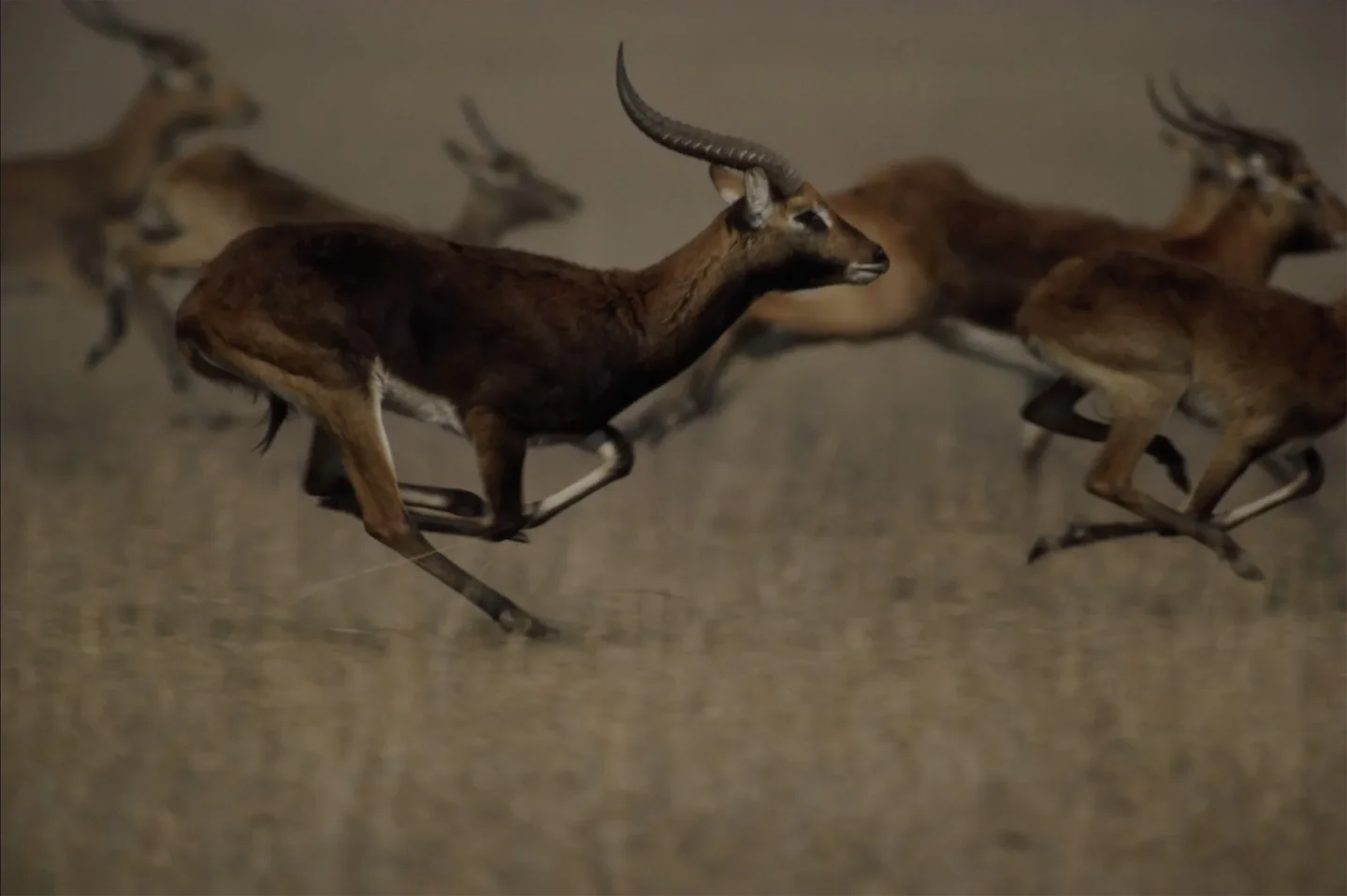 A herd of gazelle leaping across the savannah
